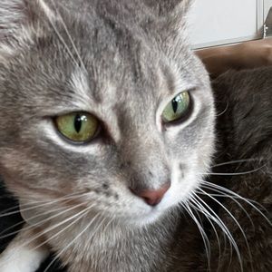 Meet your Posher, Thanos